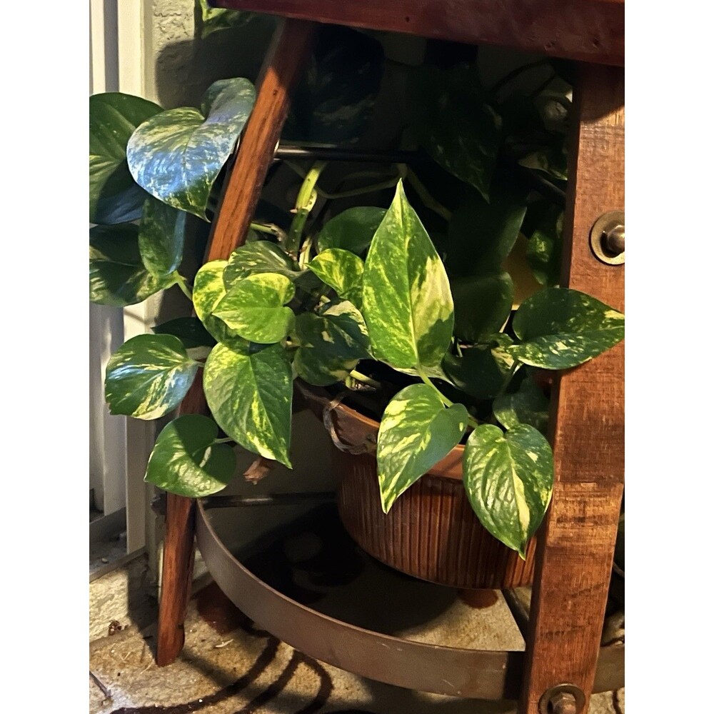 Variegated Golden Pothos Cuttings 8 Leaves
